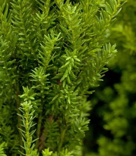 Taxus x media 'Hillii'